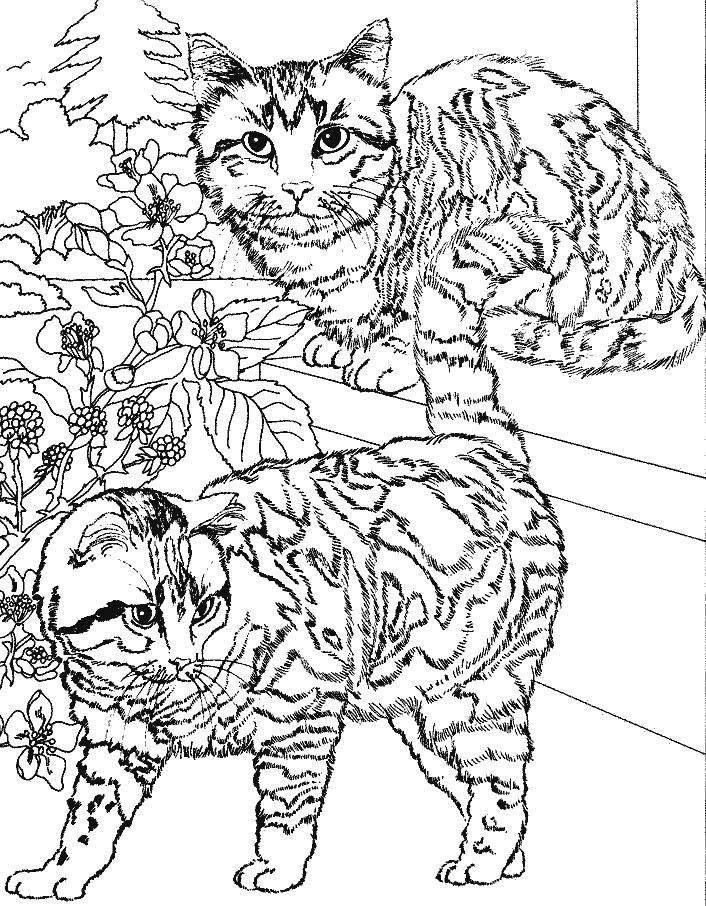 coloriage deux chatons tigres